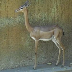gerenuk sept 10