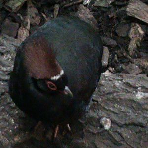 roulroul partridge 211010