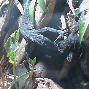 black tree monitor 211010