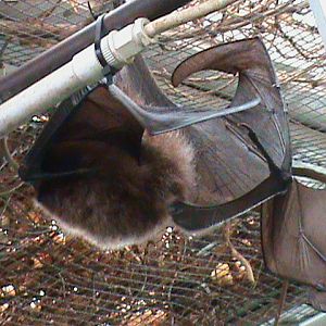 rodriguez flying fox 211010