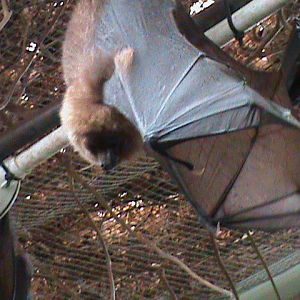 rodriguez flying fox 211010