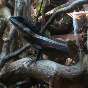 striped water dragon 211010