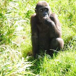 Young Lowland Gorilla