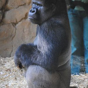 Lowland Gorilla