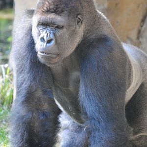 Lowland Gorilla