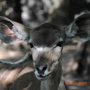 Greater Kudu