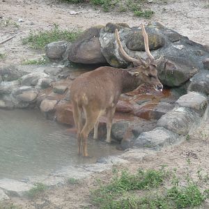 male deer riozoo