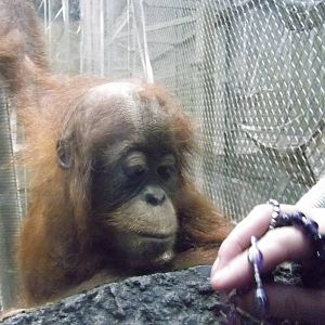 Sumatran Orang-utan...Kirana