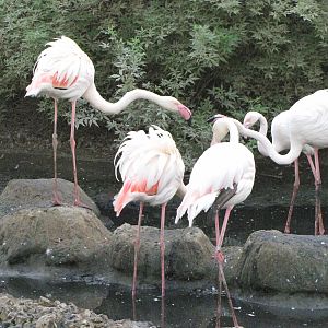 Greater flamingo