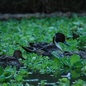 Northern pintail
