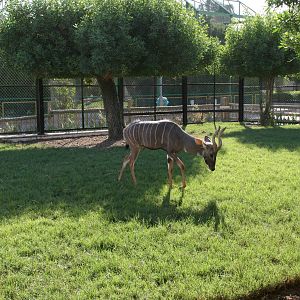 Lesser Kudu