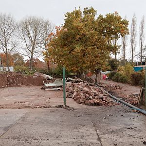 African Painted Dog Construction - 04/11/2010