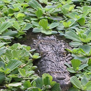 Nile Crocodile