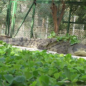 Nile Crocodile