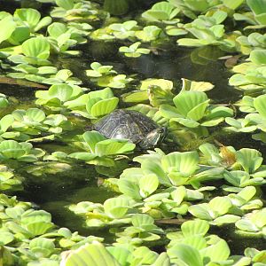 Red-Eared Sliders