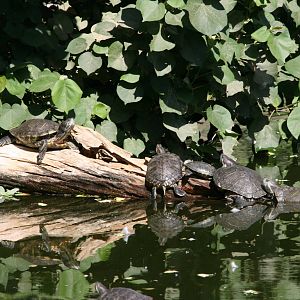 Red-Eared Sliders