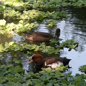 Red-Crested Pochard