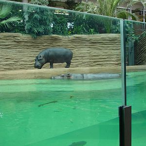 New hippohouse - indoor