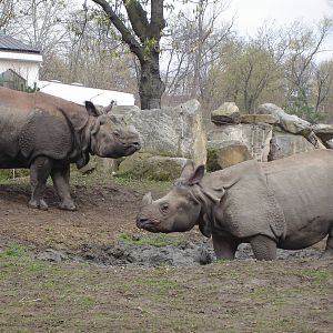 Indian Rhinos