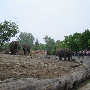 African Bush Elephants