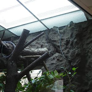 Blue-spotted Tree Monitor