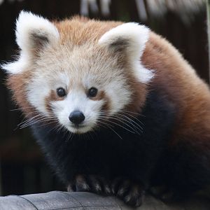 Red panda baby