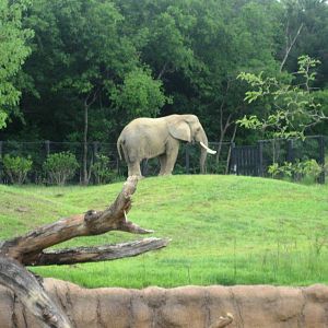 Giants of the Savanna!