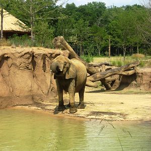 Giants of the Savanna!