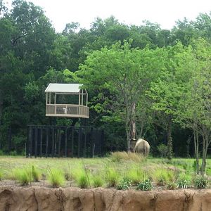 Giants of the Savanna!