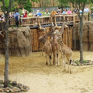 Giants of the Savanna!