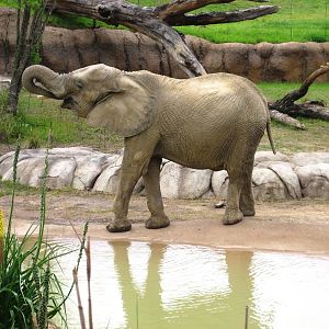 Giants of the Savanna!