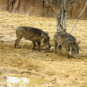 Giants of the Savanna!