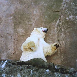 Polar Bear @ Chester; 14.02.1989