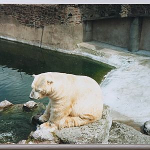 Polar Bear @ Chester; circa 1987