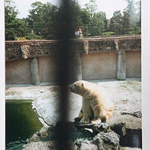 Polar Bear @ Chester; circa 1987