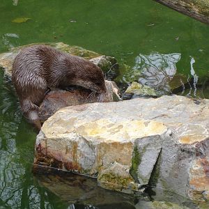 European Otter