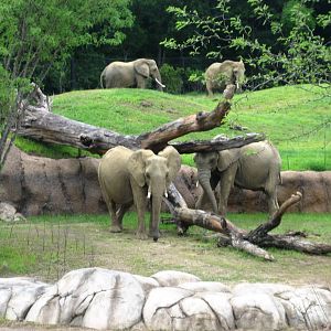 Giants of the Savanna!