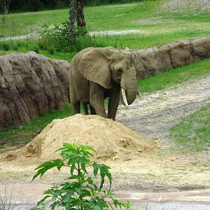 Giants of the Savanna!
