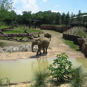 Giants of the Savanna!