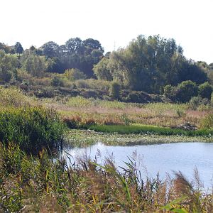 Sandwell Valley RSPB (Reed Bed)