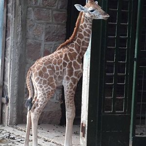 Giraffe Calf.