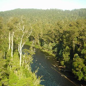 Tahune Forest Reserve