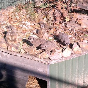 Meerkat family
