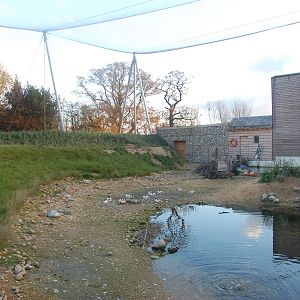 Windows onto the Wild Aviary