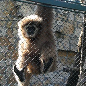 Lar gibbon