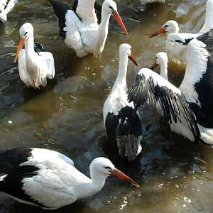 White storks