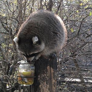 Raccoon feeding-1
