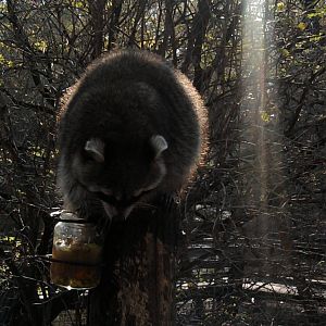 Raccoon feeding-2