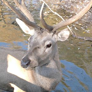 Male red deer