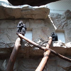Chimpanzee